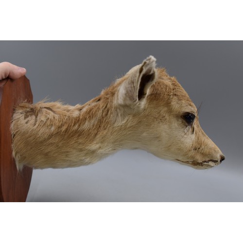 274 - Taxidermy Roe Deer Head and Neck mounted on Wooden Plinth approx. 13