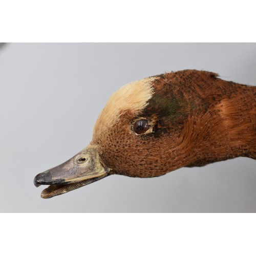 275 - Taxidermy Pin Tail Duck Mounted on Wooden Plaque (18