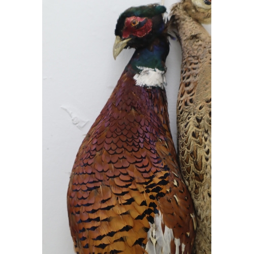 382 - Brace of taxidermy Pheasants (56cm)