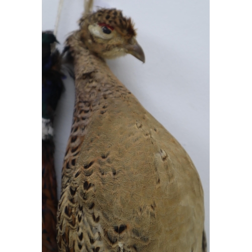 382 - Brace of taxidermy Pheasants (56cm)