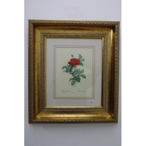 406 - Mixed Lot of Nicely Framed and Glazed Prints Depicting Flowers by Artist Barry Whitaker, and others ... 