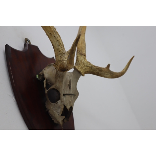 305 - LARGE Mounted Stags Half Scull and Antlers on wooden plaque, Antler Length Approx 26