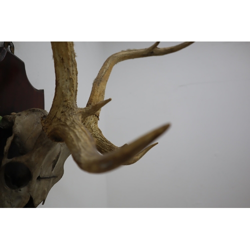 305 - LARGE Mounted Stags Half Scull and Antlers on wooden plaque, Antler Length Approx 26