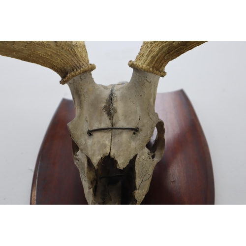 305 - LARGE Mounted Stags Half Scull and Antlers on wooden plaque, Antler Length Approx 26