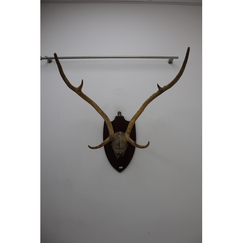 305 - LARGE Mounted Stags Half Scull and Antlers on wooden plaque, Antler Length Approx 26