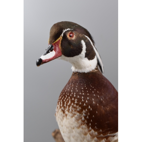 306 - Taxidermy Duck stood on Tree Branch approx. 17