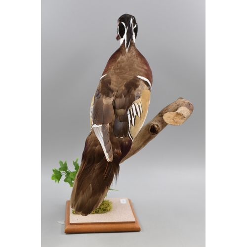 306 - Taxidermy Duck stood on Tree Branch approx. 17