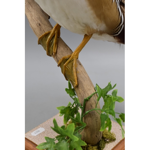 306 - Taxidermy Duck stood on Tree Branch approx. 17