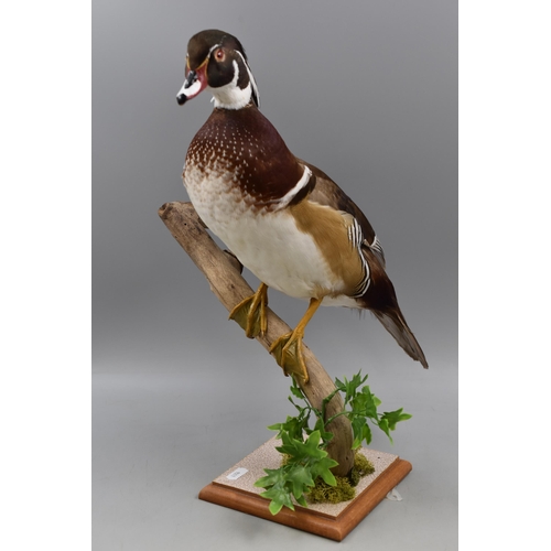 306 - Taxidermy Duck stood on Tree Branch approx. 17