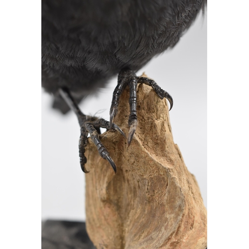 307 - Vintage  Taxidermy Jackdaw Stood on Treebark approx. 10