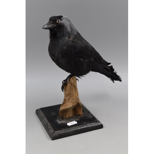 307 - Vintage  Taxidermy Jackdaw Stood on Treebark approx. 10