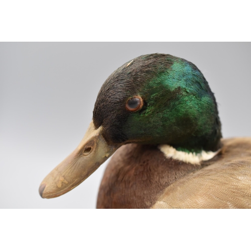 308 - Vintage Taxidermy Mallard Duck on Wood Base