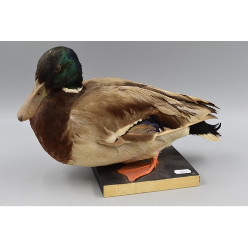 308 - Vintage Taxidermy Mallard Duck on Wood Base