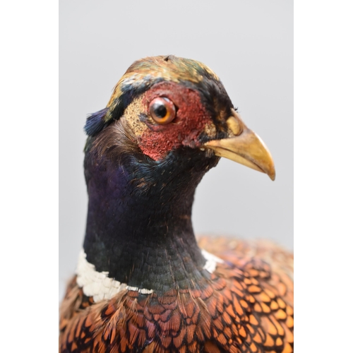 309 - Taxidermy Pheasant sat on Wood Base