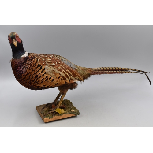 309 - Taxidermy Pheasant sat on Wood Base