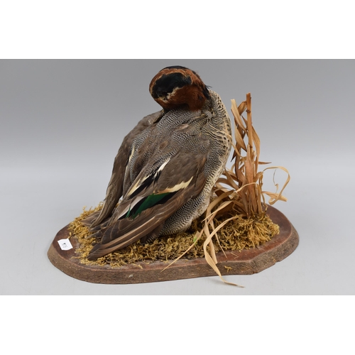 310 - Taxidermy Teal Duck Sat on Grassland Scene