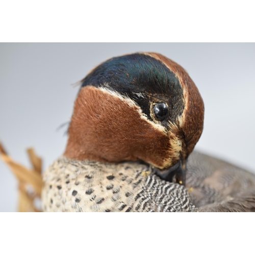 310 - Taxidermy Teal Duck Sat on Grassland Scene