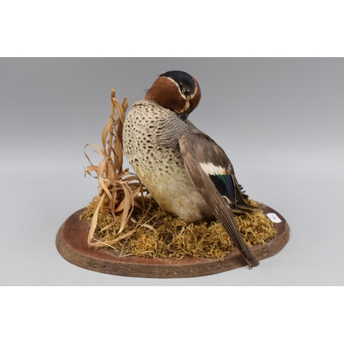 310 - Taxidermy Teal Duck Sat on Grassland Scene