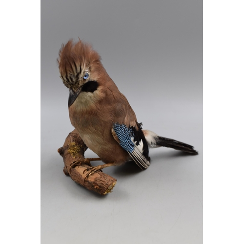 311 - Taxidermy Jay Bird Perched on Tree Log approx. 9