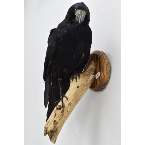 312 - Taxidermy Rook Wall Mountable stood on Tree Bark