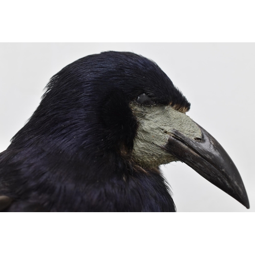 312 - Taxidermy Rook Wall Mountable stood on Tree Bark