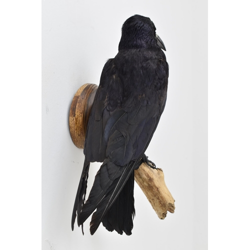 312 - Taxidermy Rook Wall Mountable stood on Tree Bark