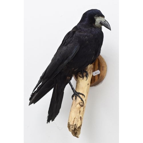 312 - Taxidermy Rook Wall Mountable stood on Tree Bark