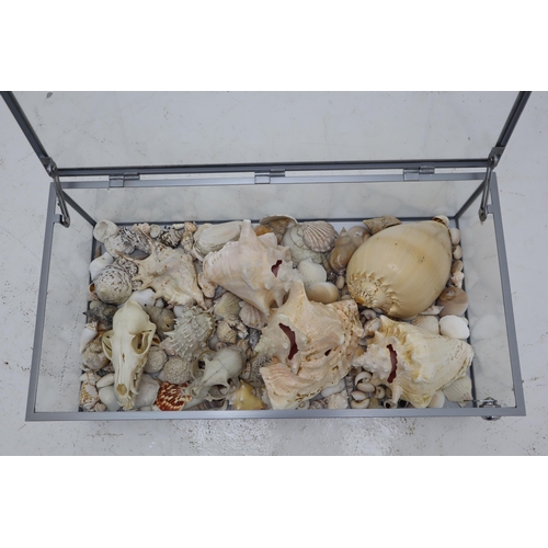 407 - Glass Display Case with Top Opening and Aluminium Framework filled with Real Skulls and Natural Sea ... 