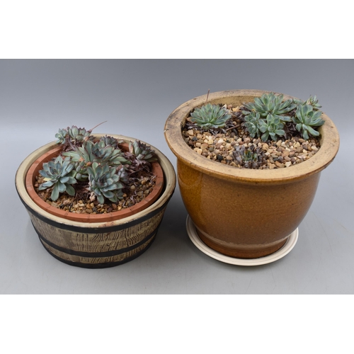 409 - Two Potted Succulent Plants