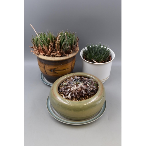 413 - 3 Potted Plants Need a little TLC Succulents