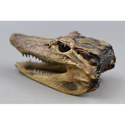 173 - Real Crocodile Taxidermy Skull approx 5
