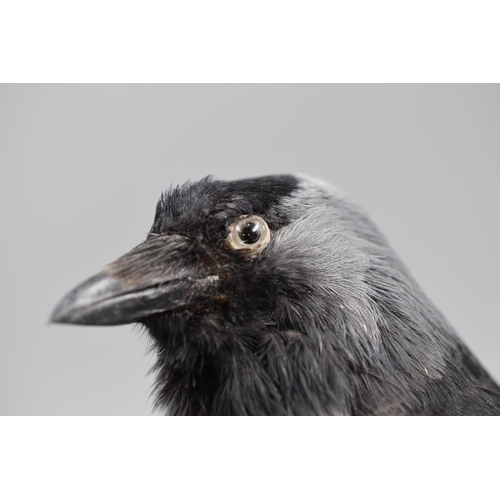 307 - Vintage  Taxidermy Jackdaw Stood on Treebark approx. 10