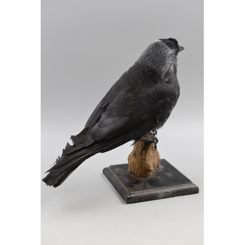 307 - Vintage  Taxidermy Jackdaw Stood on Treebark approx. 10