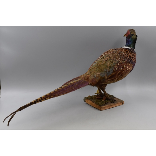 309 - Taxidermy Pheasant sat on Wood Base