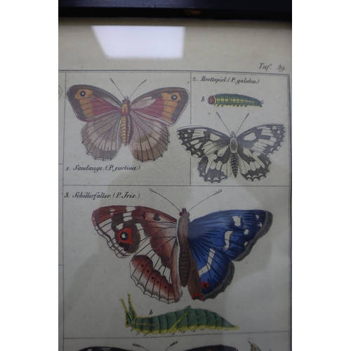 317 - Vintage Framed and Glazed Butterflies Print Picture entitled 