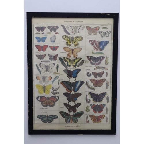 317 - Vintage Framed and Glazed Butterflies Print Picture entitled 