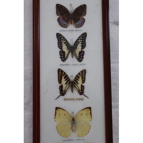 318 - Framed and Glazed Butterfly Relaxing Taxidermy Display to include Graphium Nomius, Chilasa clytia an... 