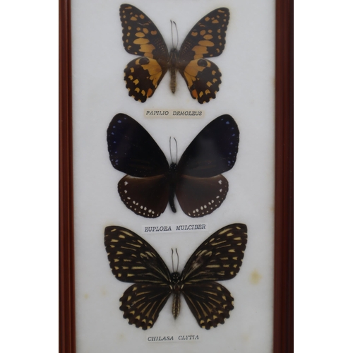 318 - Framed and Glazed Butterfly Relaxing Taxidermy Display to include Graphium Nomius, Chilasa clytia an... 