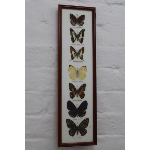 318 - Framed and Glazed Butterfly Relaxing Taxidermy Display to include Graphium Nomius, Chilasa clytia an... 