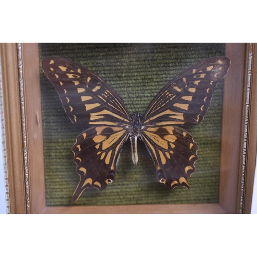 193 - Mixed Lot of Framed and Glazed Butterfly Relaxing and Other Taxidermy Displays Largest Approx 5