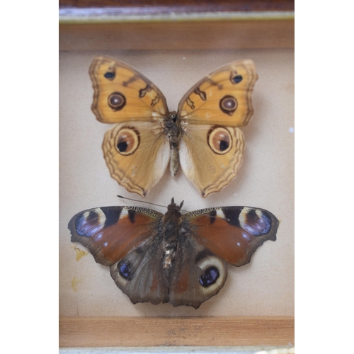 193 - Mixed Lot of Framed and Glazed Butterfly Relaxing and Other Taxidermy Displays Largest Approx 5