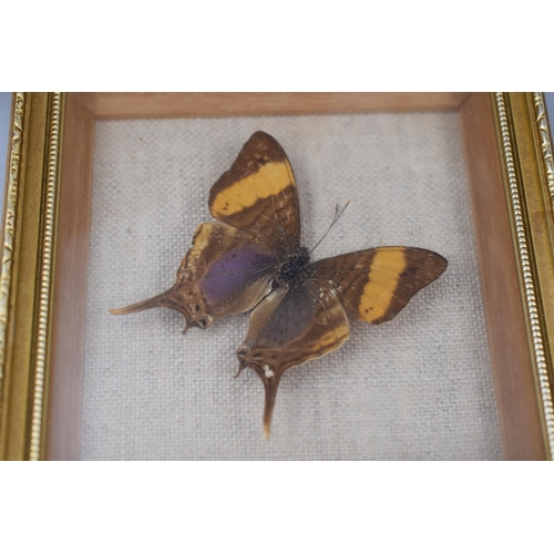 193 - Mixed Lot of Framed and Glazed Butterfly Relaxing and Other Taxidermy Displays Largest Approx 5