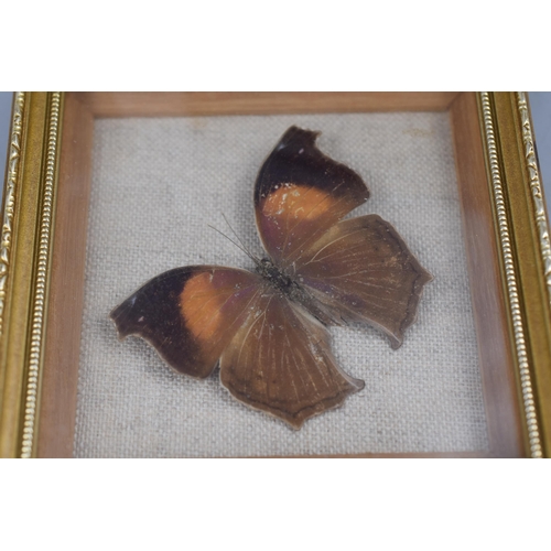 193 - Mixed Lot of Framed and Glazed Butterfly Relaxing and Other Taxidermy Displays Largest Approx 5