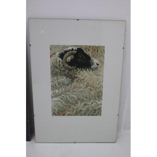 645 - A Selection of Three Prints Depicting Farm Animals, One Signed By Artist. Largest Approx 23.5