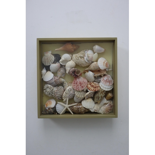 612 - Display Case with Sliding Glass Top and a Array of natural Sea Shells and a star fish approx 11