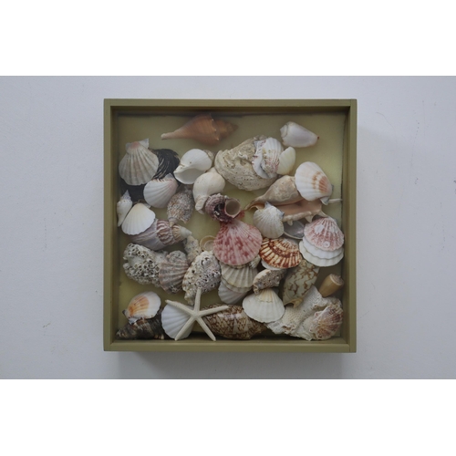612 - Display Case with Sliding Glass Top and a Array of natural Sea Shells and a star fish approx 11