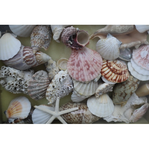 612 - Display Case with Sliding Glass Top and a Array of natural Sea Shells and a star fish approx 11