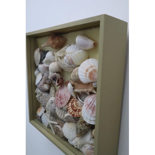 612 - Display Case with Sliding Glass Top and a Array of natural Sea Shells and a star fish approx 11