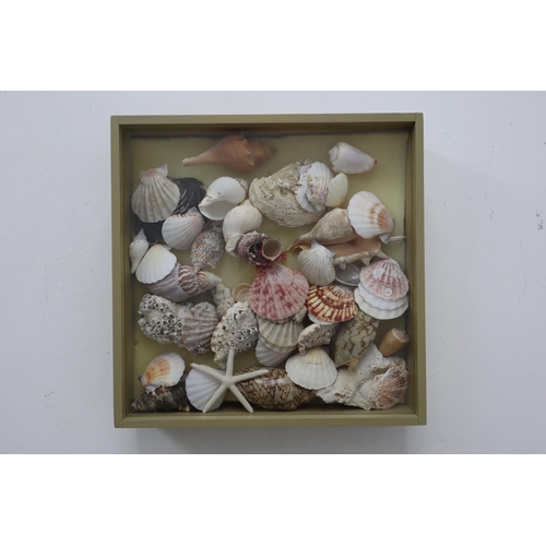 612 - Display Case with Sliding Glass Top and a Array of natural Sea Shells and a star fish approx 11