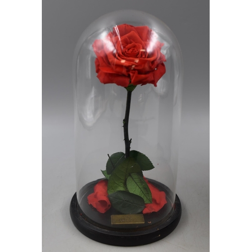 153 - Amour Glass Domed Rose in Original box (Inspired by Beauty and the Beast)